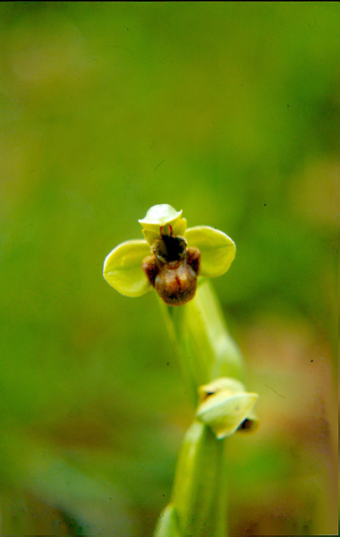 Ophrys bombyliflora nel Bolognese